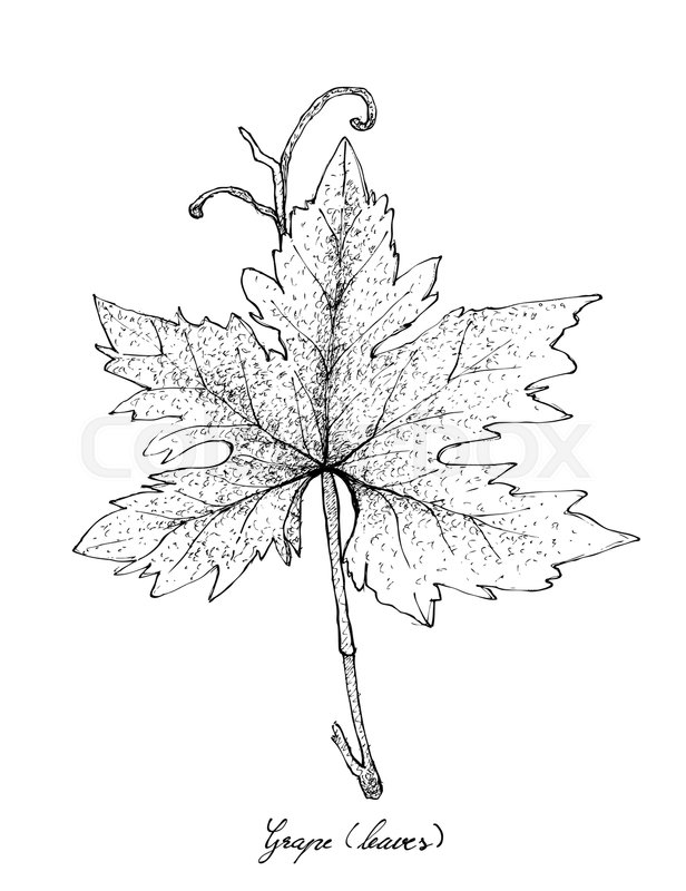 616x800 Vegetable Salad, Illustration Of Hand Drawn Sketch Delicious Fresh - Grape Leaf Sketch