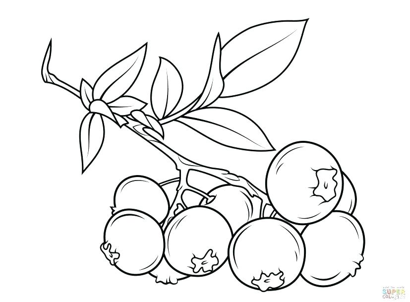 827x609 Coloring Pages Grape Leaf - Grape Leaf Sketch