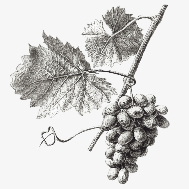 650x650 Grape, Gray, Hand Painted, Sketch Png Image And Clipart For Free - Grape Leaf Sketch