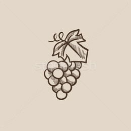 260x260 Download Grape Sketch Clipart Common Grape Vine Sketch - Grape Vine Sketch
