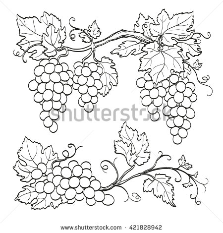 450x470 Drawn Grapes Line Drawing - Grape Vine Sketch