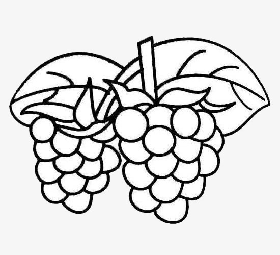 550x500 Freehand Sketch Of Grape Vines, Simple Style, Hand Painted Style - Grape Vine Sketch