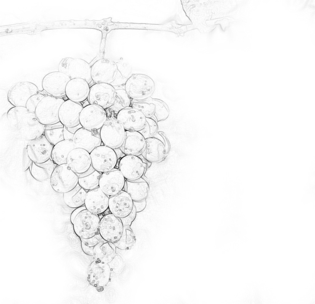 1024x988 Grapevine Sketch Free Download Psd Files - Grape Vine Sketch