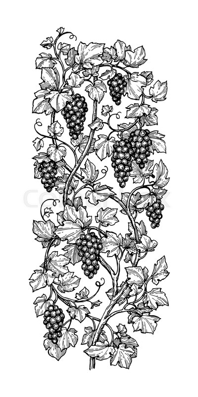 400x800 Hand Drawn Vector Illustration Of Vertical Grape Vine. Ink Sketch - Grape Vine Sketch