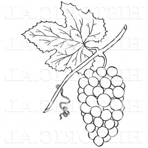 300x300 Photostock Vector Hand Drawn Vector Illustration Of Grapes Vine - Grape Vine Sketch