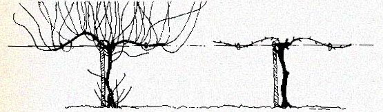 555x163 Pruning Grapes In Home Gardens Some Basic Guidelines Western - Grape Vine Sketch