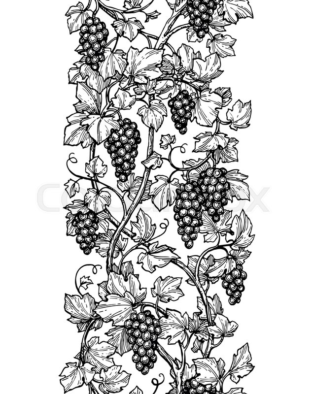 635x800 Seamless Illustration Of Vertical Grape Vine. Hand Drawn Vector - Grape Vine Sketch