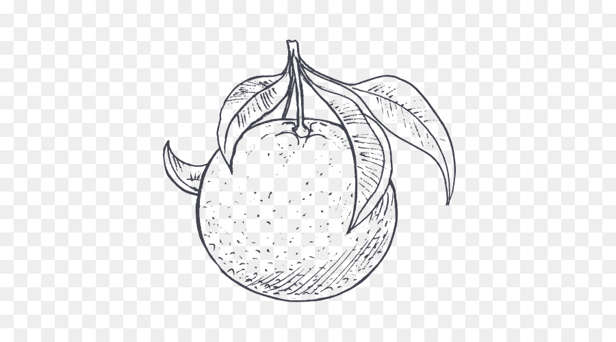 900x500 Grapefruit Food Drawing Leaf Sketch - Grapefruit Sketch