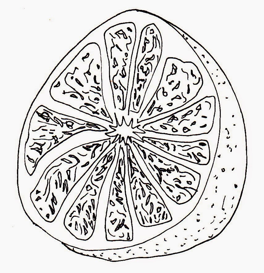 855x883 Grapefruit Sketches Sketch Coloring Page - Grapefruit Sketch