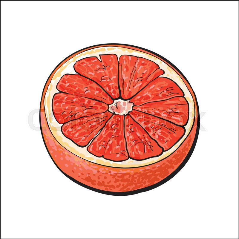 800x800 Half Of Ripe Pink Grapefruit, Red Orange, Hand Drawn Sketch Style - Grapefruit Sketch