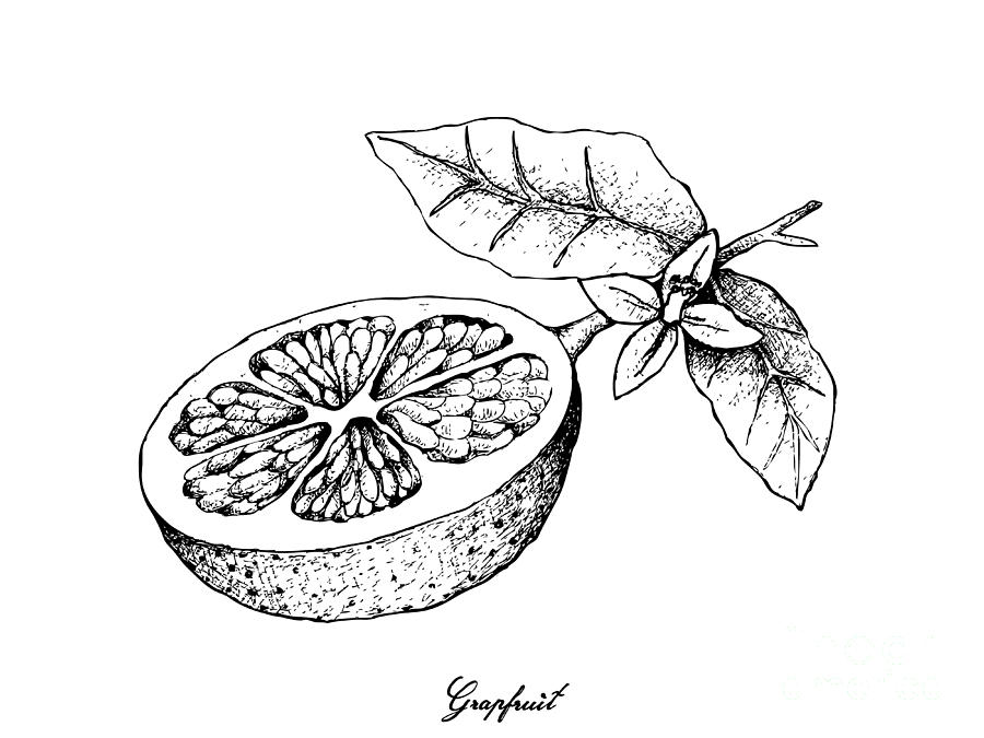 900x675 Hand Drawn Of Grapefruit Fruit On White Background Drawing By Iam Nee - Grapefruit Sketch