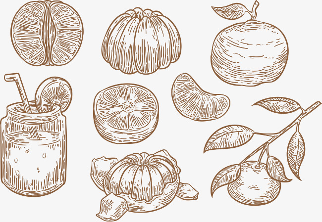 650x449 Hand Sketch, Grapefruit, Fruit, Grapefruit, Cartoon Grapefruit - Grapefruit Sketch