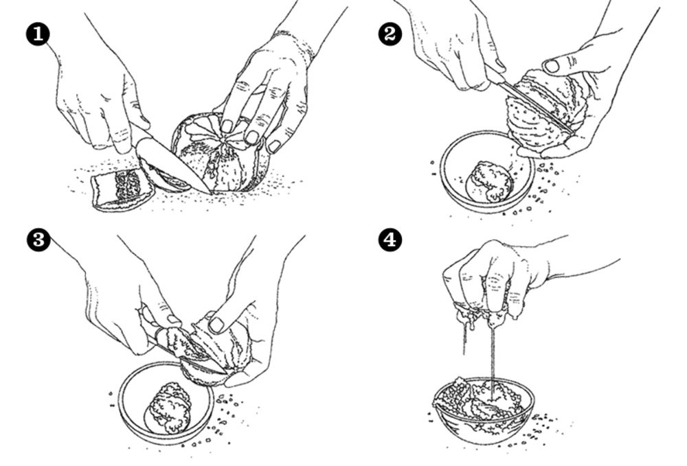 1000x679 How To Supreme Grapefruit Saveur - Grapefruit Sketch