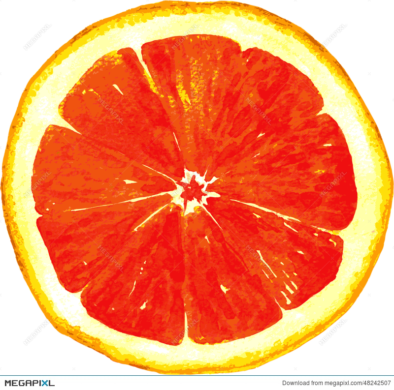 Grapefruit Sketch at Explore collection of