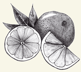 283x250 Velvet Soda - Grapefruit Sketch