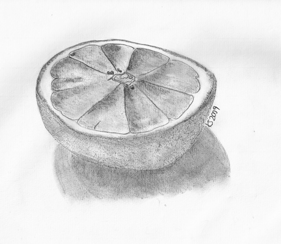 561x488 Drawing Of Half A Grapefruit Kait Solan - Grapefruit Sketch