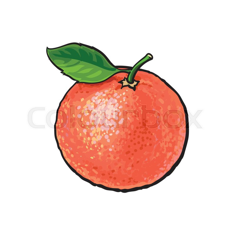 800x800 Whole Shiny Ripe Pink Grapefruit, Red Orange With A Leaf, Hand - Grapefruit Sketch
