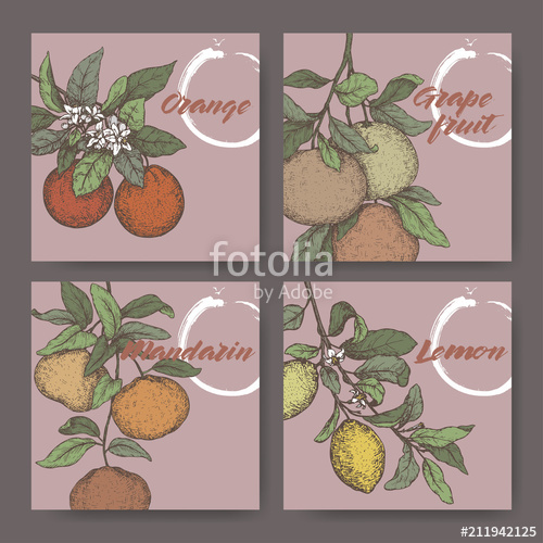 500x500 Four Color Labels With Orange, Lemon, Mandarin And Grapefruit - Grapefruit Sketch