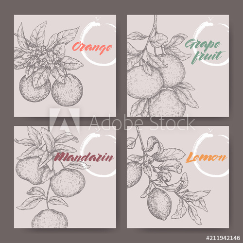 500x500 Four Labels With Orange, Lemon, Mandarin And Grapefruit Sketch - Grapefruit Sketch