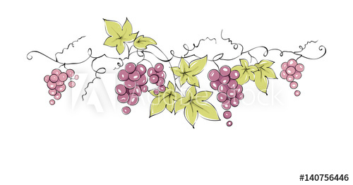 500x262 Design Elements - Grapes Sketch