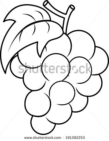 365x470 Collection Of Grapes Drawing Outline High Quality, Free - Grapes Sketch