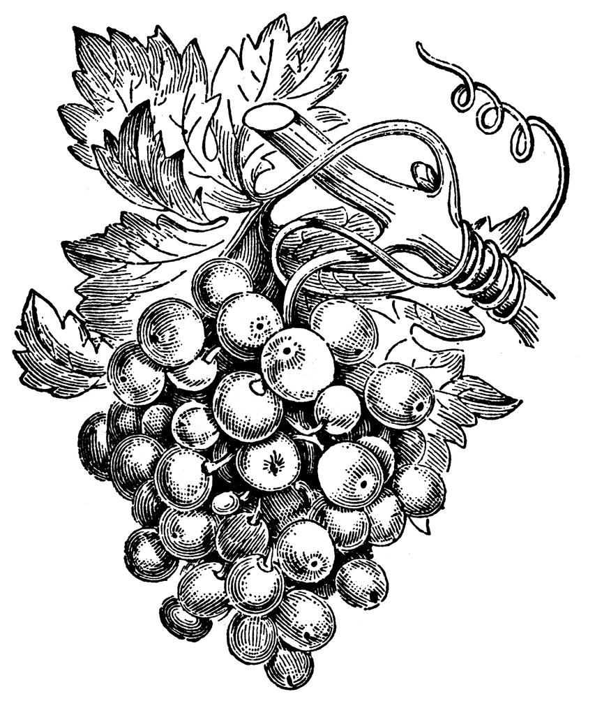 853x1024 Collection Of Vine Grapes Drawing High Quality, Free - Grapes Sketch
