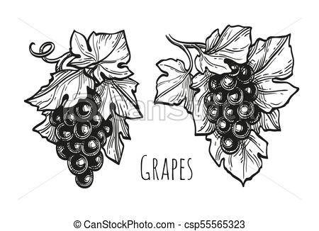 450x326 Ink Sketch Of Grapes. Hand Drawn Vector Illustration Of Grapes - Grapes Sketch