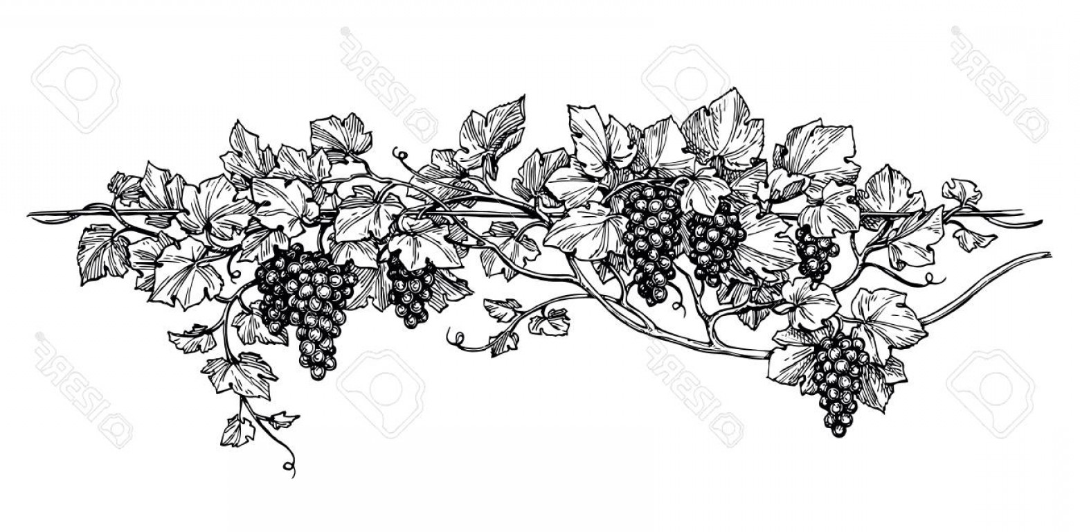 Grapes Sketch at PaintingValley.com | Explore collection of Grapes Sketch