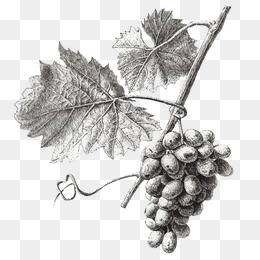 260x260 Sketch Grapes Png Images Vectors And Psd Files Free Download - Grapes Sketch