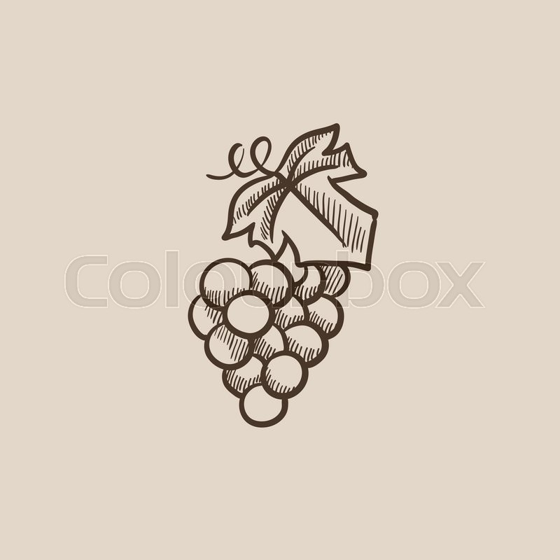 800x800 Bunch Of Grapes Sketch Icon For Web, Mobile And Infographics. Hand - Grapes Sketch