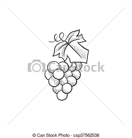 450x470 Bunch Of Grapes Sketch Icon. Bunch Of Grapes Vector Sketch Icon - Grapes Sketch