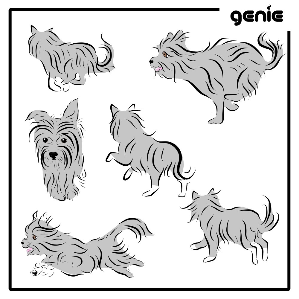 1000x1000 Yorkshire Terrier Yorkie Dog Vector Graphic Illustration Hand - Graphic Sketch
