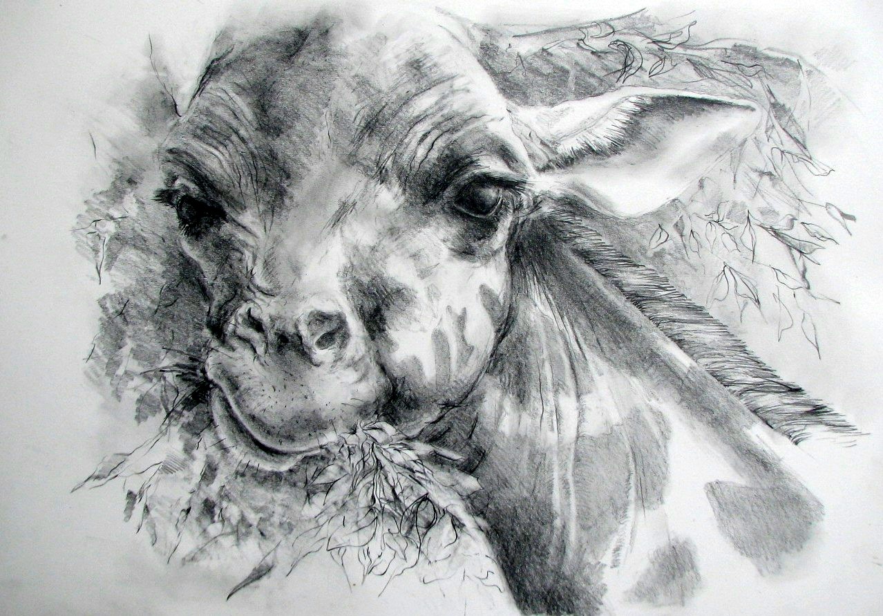 1278x891 Watercolour Paintings And Graphite Sketches By Claire Bartlett - Graphite Sketches