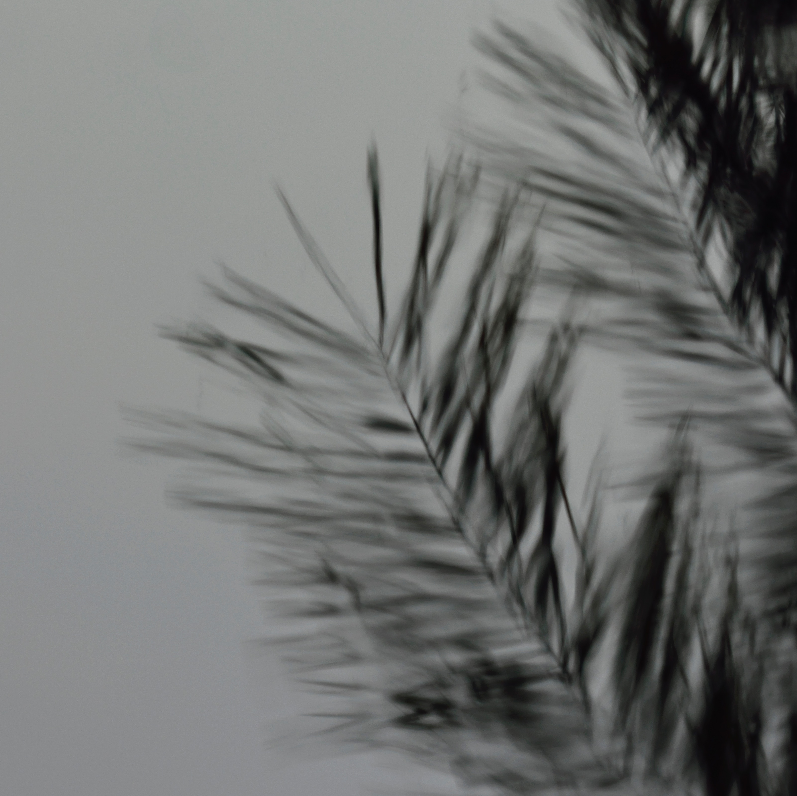 3204x3200 Free Images Bird, Wing, Black And White, Sketch, Monochrome - Grass Sketch