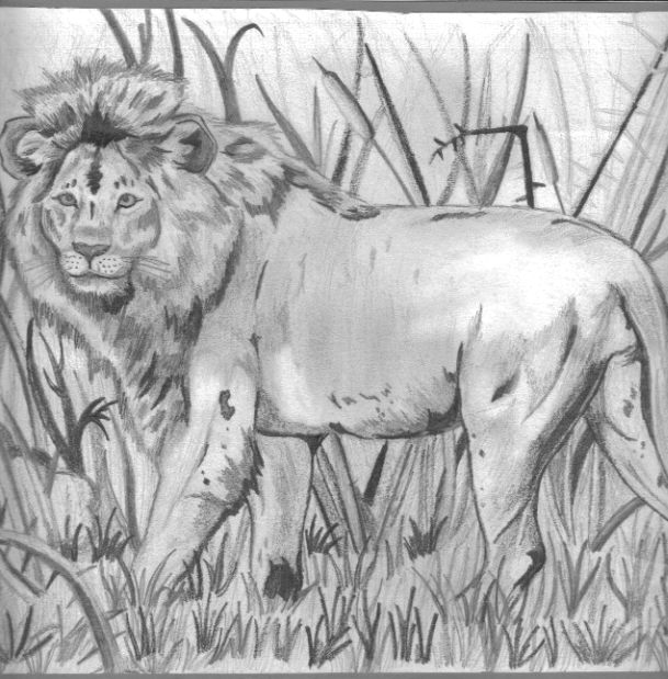 609x619 Lion In The Grass Sketch Cool By Princessmononokesan - Grass Sketch