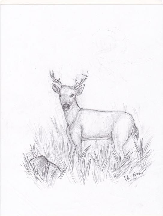 543x720 Sketch Of Deer In Tall Grass - Grass Sketch