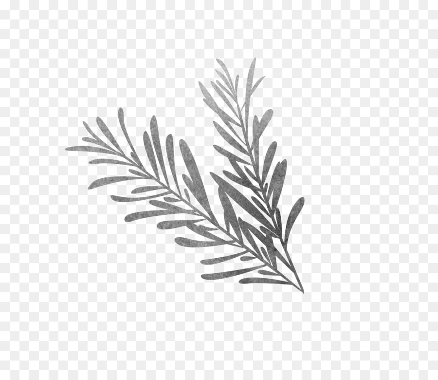 900x780 Black And White Drawing Rosemary Sketch - Grass Sketch