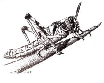 340x270 Grasshopper Sketch Art Sketches - Grasshopper Sketch