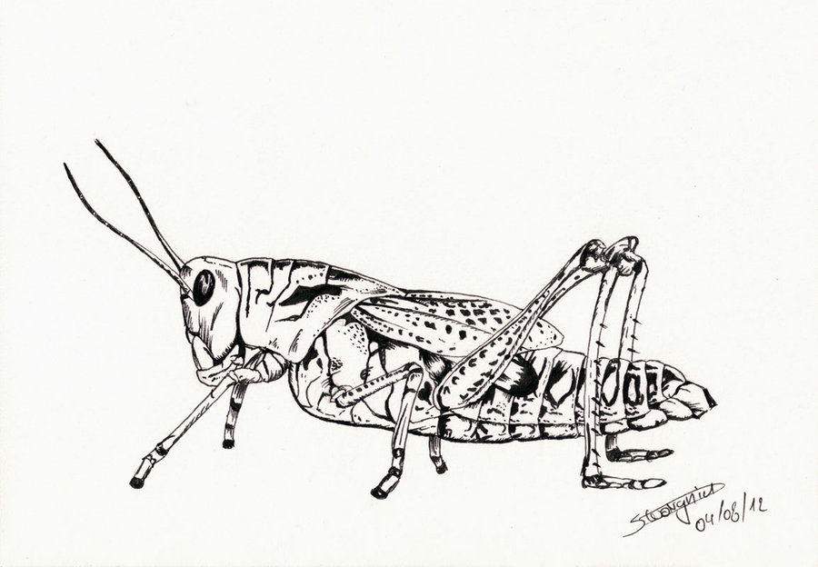 900x624 Grasshopper By Warr3 - Grasshopper Sketch