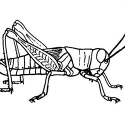 250x250 Grasshopper Clipart Sketch - Grasshopper Sketch