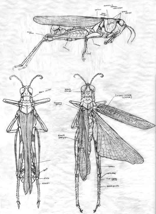 528x722 Grasshopper Pencil Sketch By Bigredsharks Get Crafty - Grasshopper Sketch