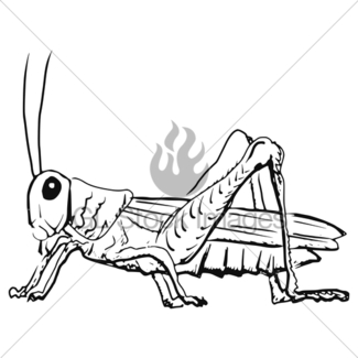 325x325 Grasshopper Gl Stock Images - Grasshopper Sketch