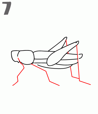 417x485 How To Draw A Grasshopper - Grasshopper Sketch