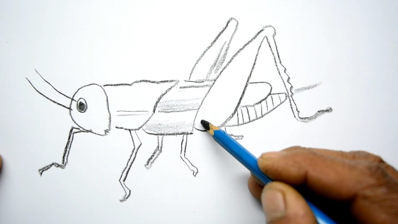 1280x720 How To Draw A Grasshopper - Grasshopper Sketch