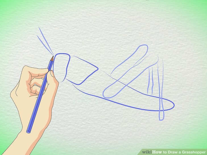 728x546 How To Draw A Grasshopper 5 Steps (With Pictures) - Grasshopper Sketch