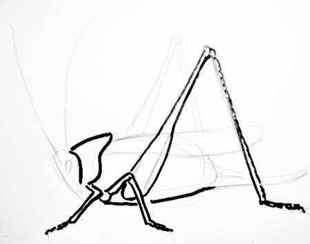 450x355 How To Draw A Grasshopper - Grasshopper Sketch
