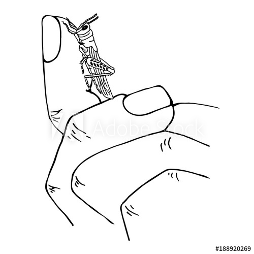 500x500 Monochrome Sketch Of Grasshopper On Finger, Hand Drawn Stock - Grasshopper Sketch