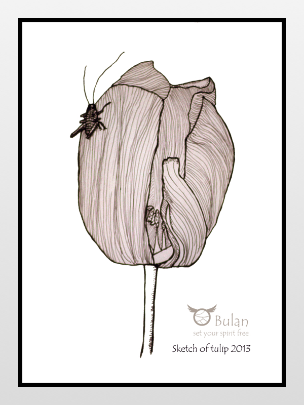 600x800 Sketch Of The Day No 16 Tulip And Grasshopper - Grasshopper Sketch
