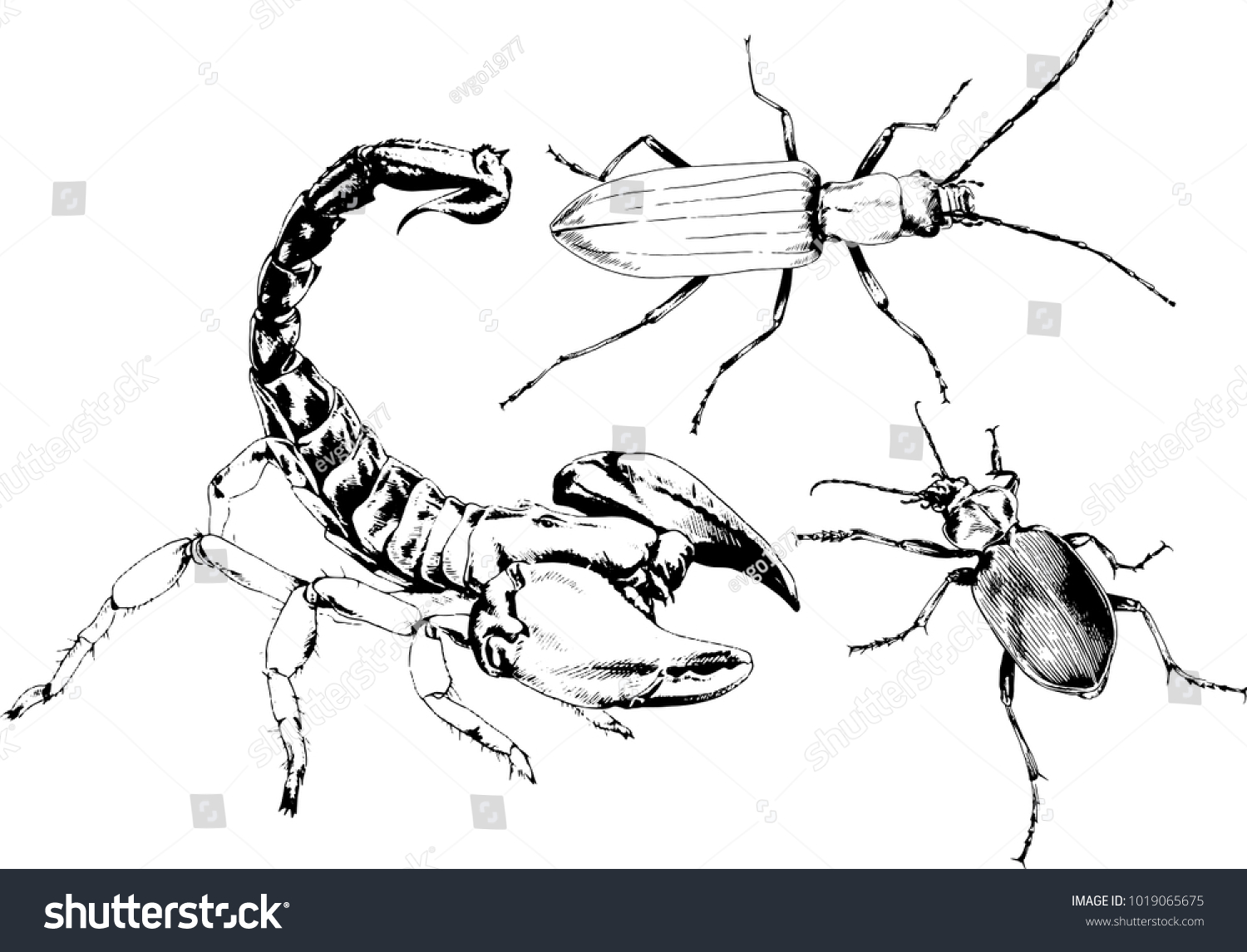 1500x1146 Surging Drawings Of Insects Grasshopper Pencil Drawing Black And - Grasshopper Sketch