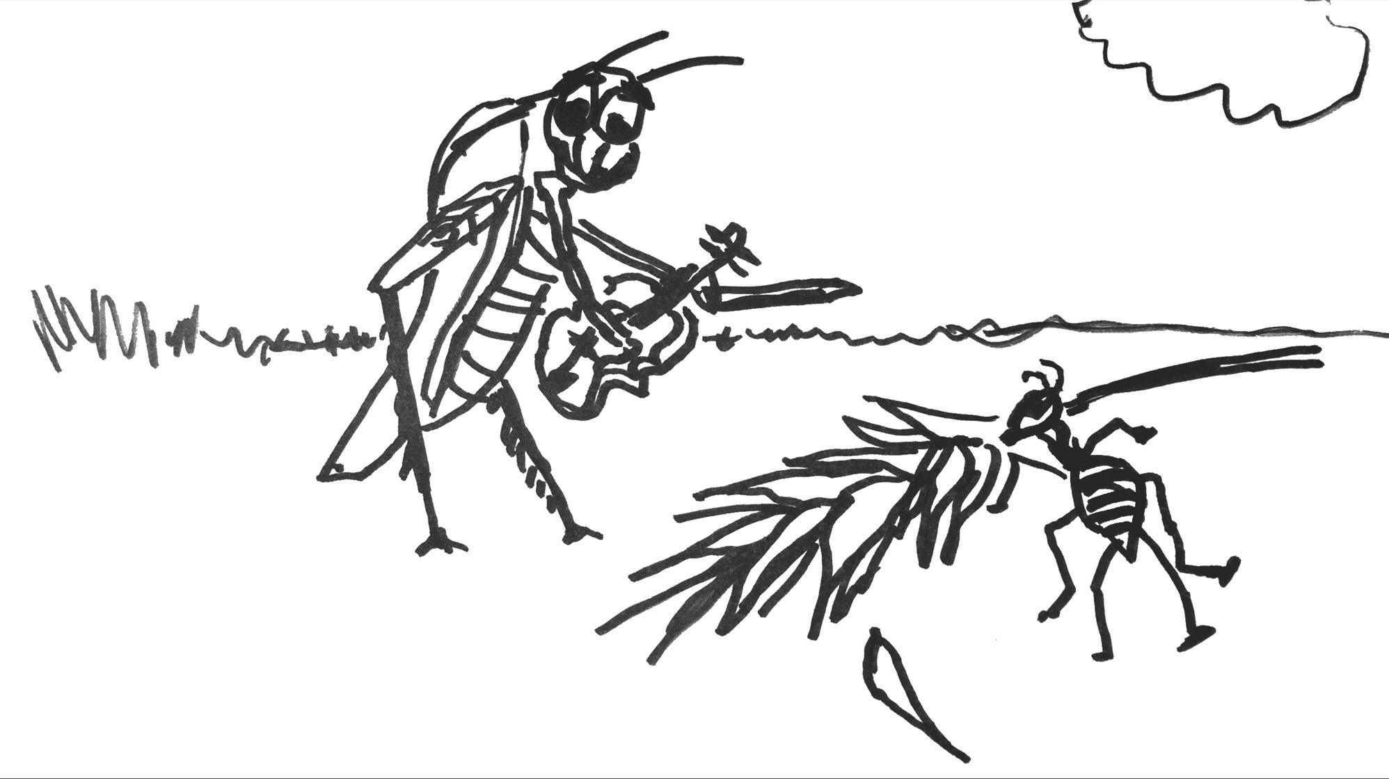 1996x1120 The Ant And The Grasshopper Fiddlehed - Grasshopper Sketch